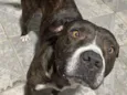 Não sei foi encontrada na rua