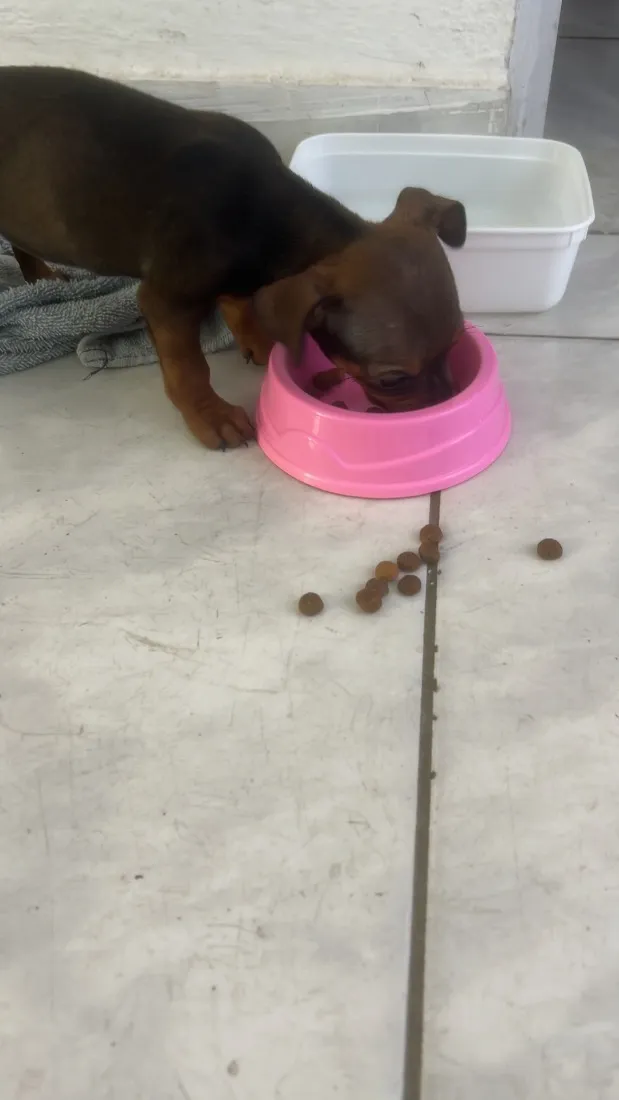 Cachorro raça Pinscher idade Abaixo de 2 meses nome Não 