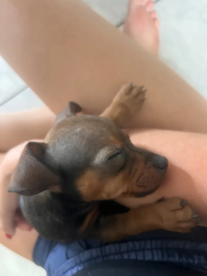 Cachorro raça Pinscher idade Abaixo de 2 meses nome Não 