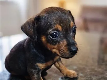 Cachorro raça Pinscher idade Abaixo de 2 meses nome Não 