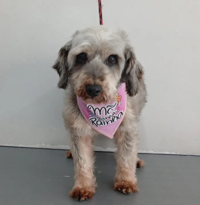 Cachorro raça SRD-ViraLata idade 6 ou mais anos nome Lilica