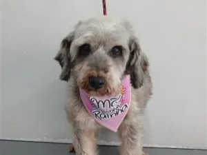 Cachorro raça SRD-ViraLata idade 6 ou mais anos nome Lilica