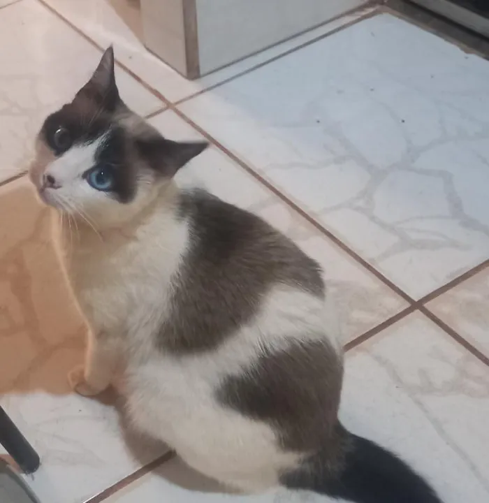 Gato raça SRD-ViraLata idade 3 anos nome Titica