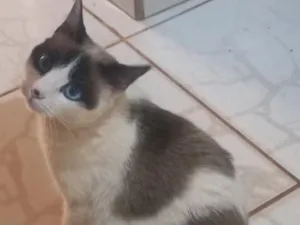 Gato raça SRD-ViraLata idade 3 anos nome Titica