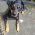 Negrão