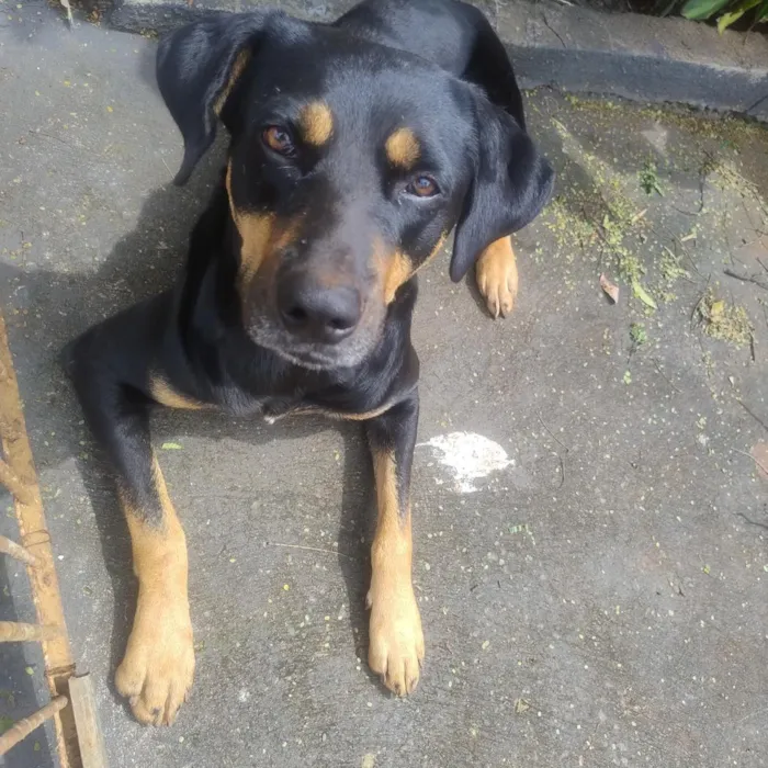 Cachorro raça SRD-ViraLata idade 3 anos nome Negrão