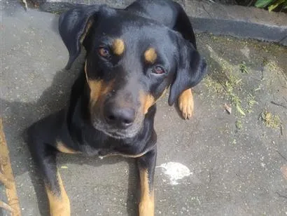 Cachorro raça SRD-ViraLata idade 3 anos nome Negrão