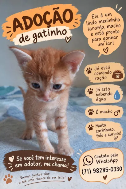 Gato raça SRD-ViraLata idade Abaixo de 2 meses nome Chim