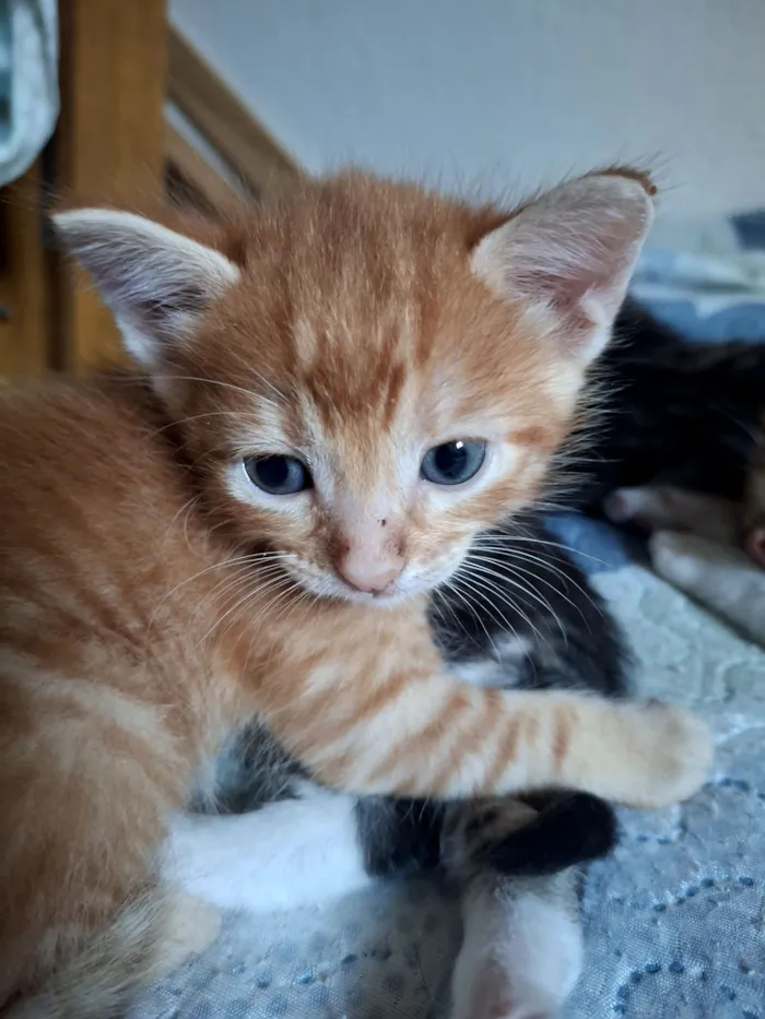 Gato raça SRD-ViraLata idade Abaixo de 2 meses nome Chim