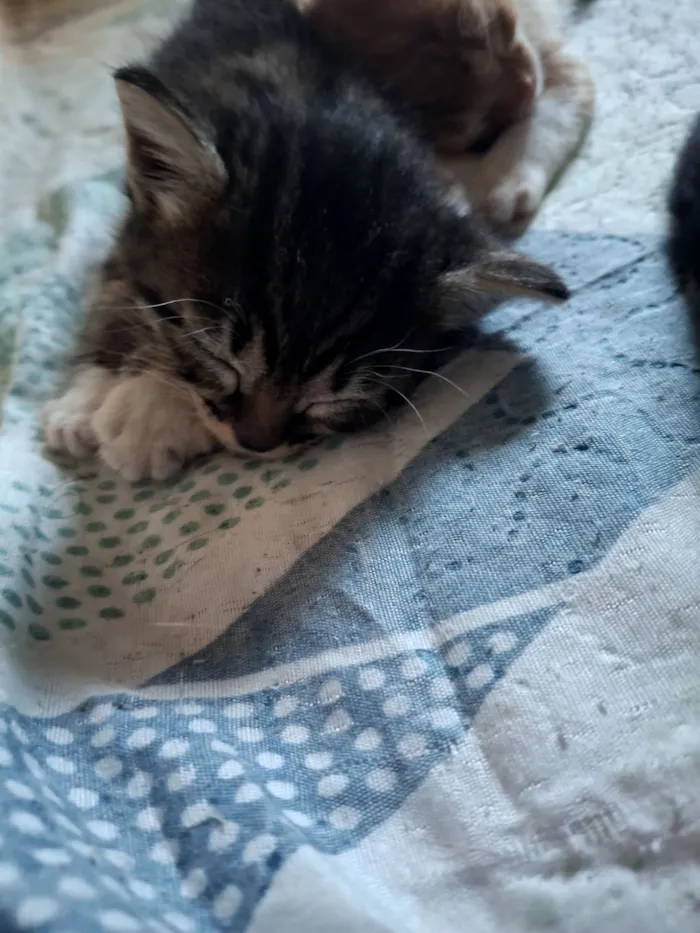Gato raça SRD-ViraLata idade Abaixo de 2 meses nome Menina