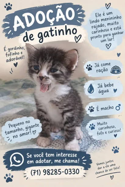 Gato raça SRD-ViraLata idade Abaixo de 2 meses nome Bolinha
