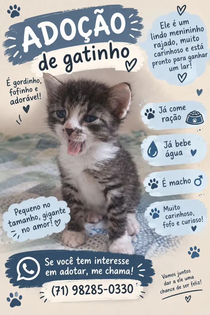 Gato raça SRD-ViraLata idade Abaixo de 2 meses nome Bolinha