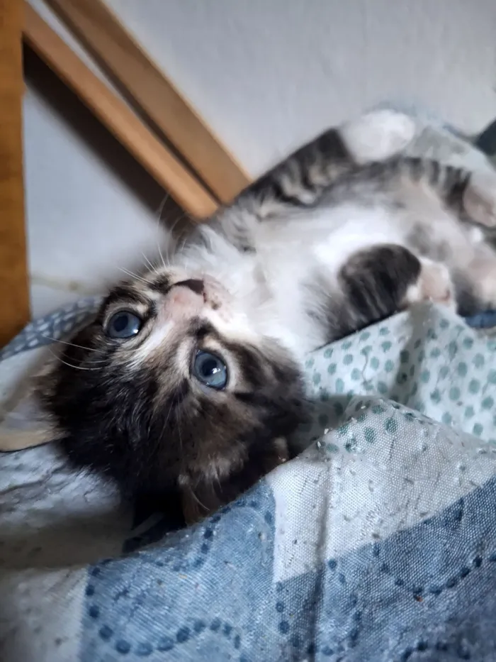 Gato raça SRD-ViraLata idade Abaixo de 2 meses nome Bolinha