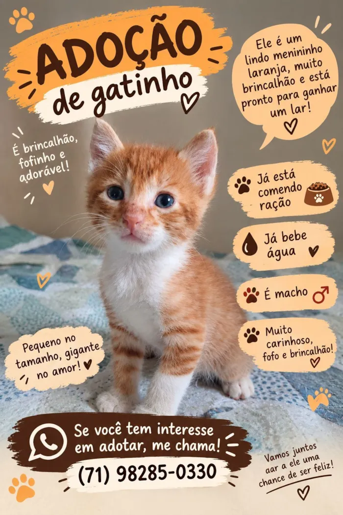 Gato raça SRD-ViraLata idade Abaixo de 2 meses nome Chimzinho