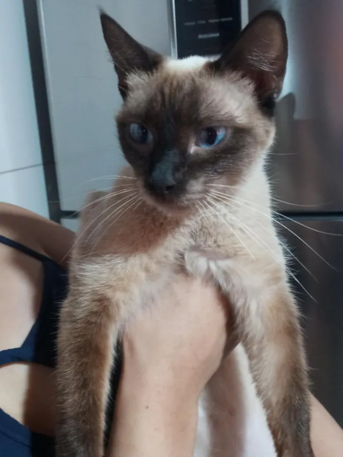Gato raça Siamês idade 7 a 11 meses nome sem nome