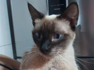Gato raça Siamês idade 7 a 11 meses nome sem nome