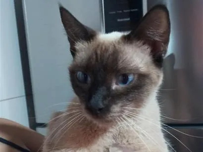 Gato raça Siamês idade 7 a 11 meses nome sem nome