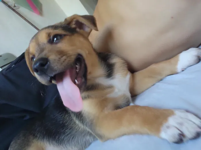 Cachorro raça SRD-ViraLata idade Abaixo de 2 meses nome Mel