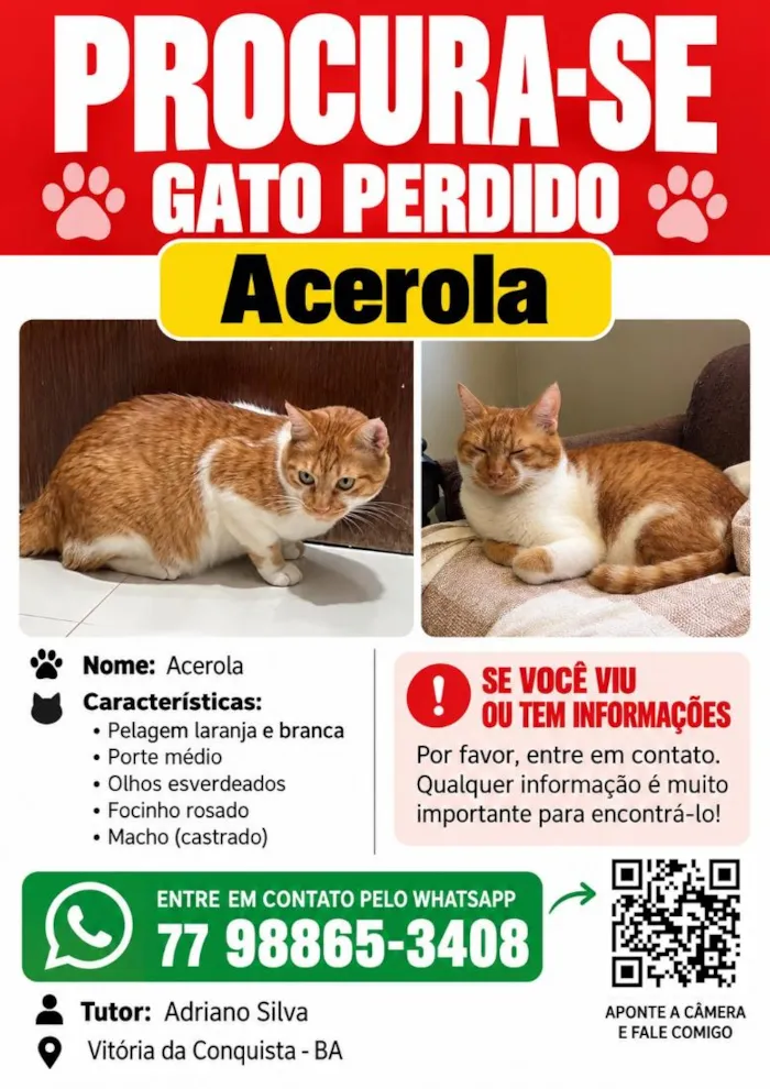 Gato raça SRD-ViraLata idade 6 ou mais anos nome Acerola