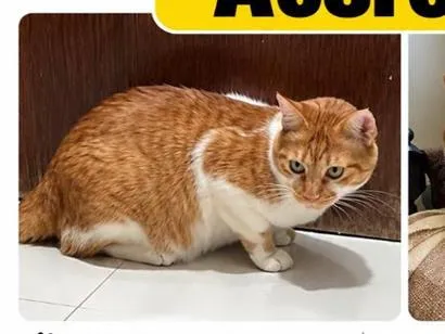 Gato raça SRD-ViraLata idade 6 ou mais anos nome Acerola