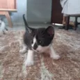4 filhotinhos 