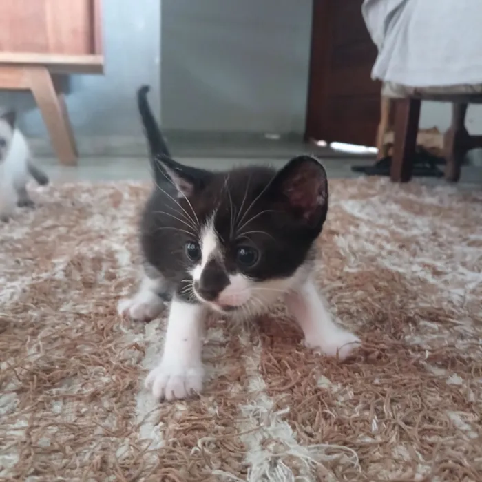 Gato raça  idade Abaixo de 2 meses nome 4 filhotinhos 
