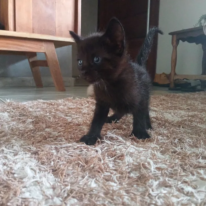 Gato raça  idade Abaixo de 2 meses nome 4 filhotinhos 