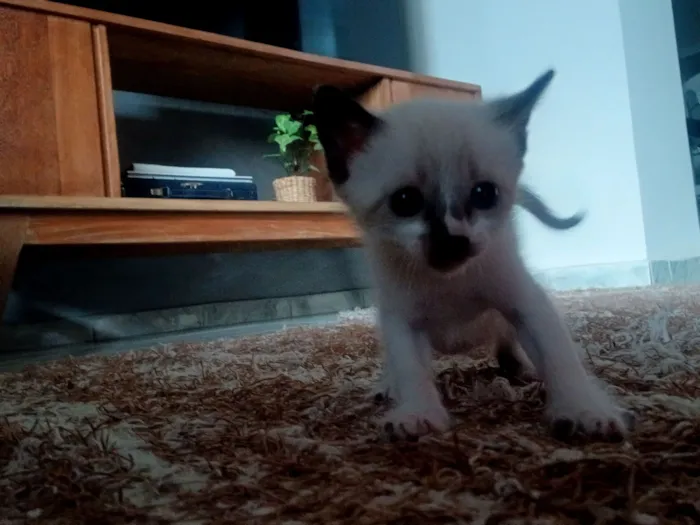 Gato raça  idade Abaixo de 2 meses nome 4 filhotinhos 