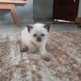 4 filhotinhos 