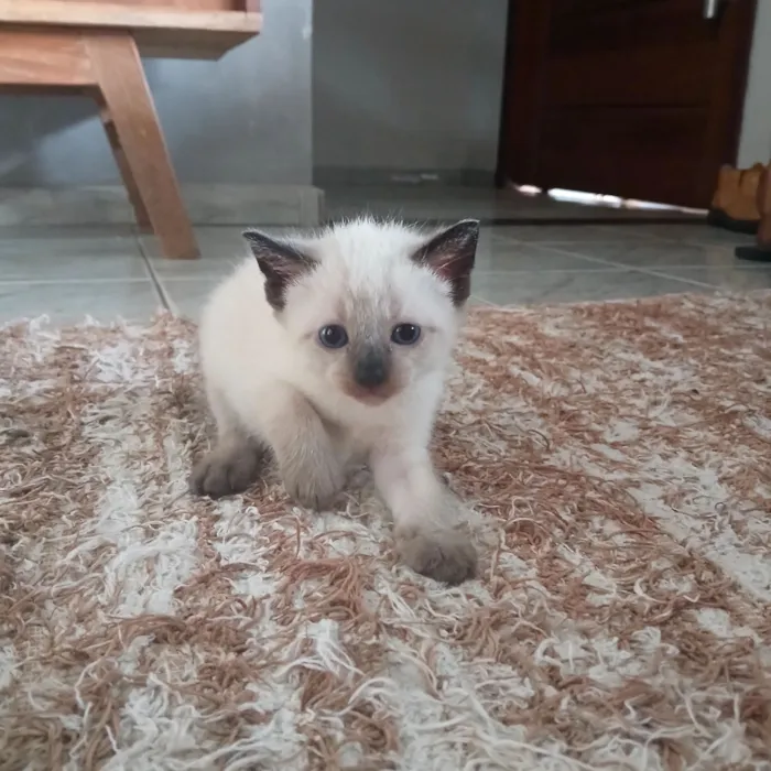 Gato raça  idade Abaixo de 2 meses nome 4 filhotinhos 