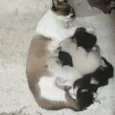 4 filhotinhos 
