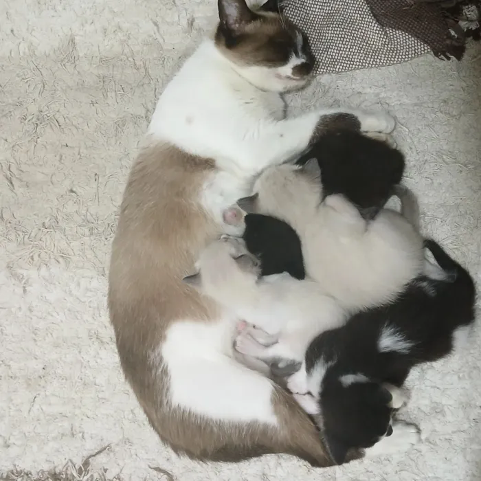 Gato raça  idade Abaixo de 2 meses nome 4 filhotinhos 