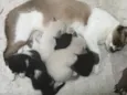 4 filhotinhos 