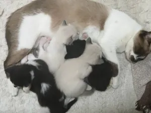 Gato raça  idade Abaixo de 2 meses nome 4 filhotinhos 