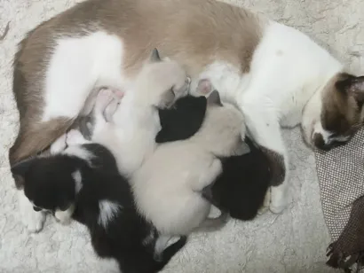 Gato raça  idade Abaixo de 2 meses nome 4 filhotinhos 