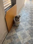 Chico