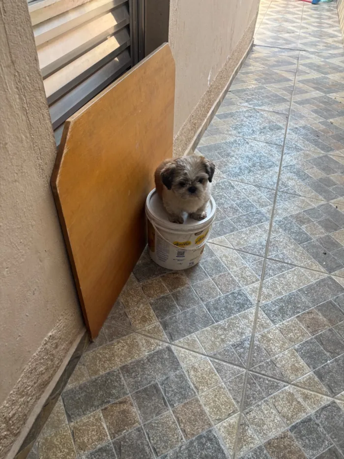 Cachorro raça Shitzu idade 6 ou mais anos nome Chico