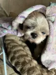 Chico