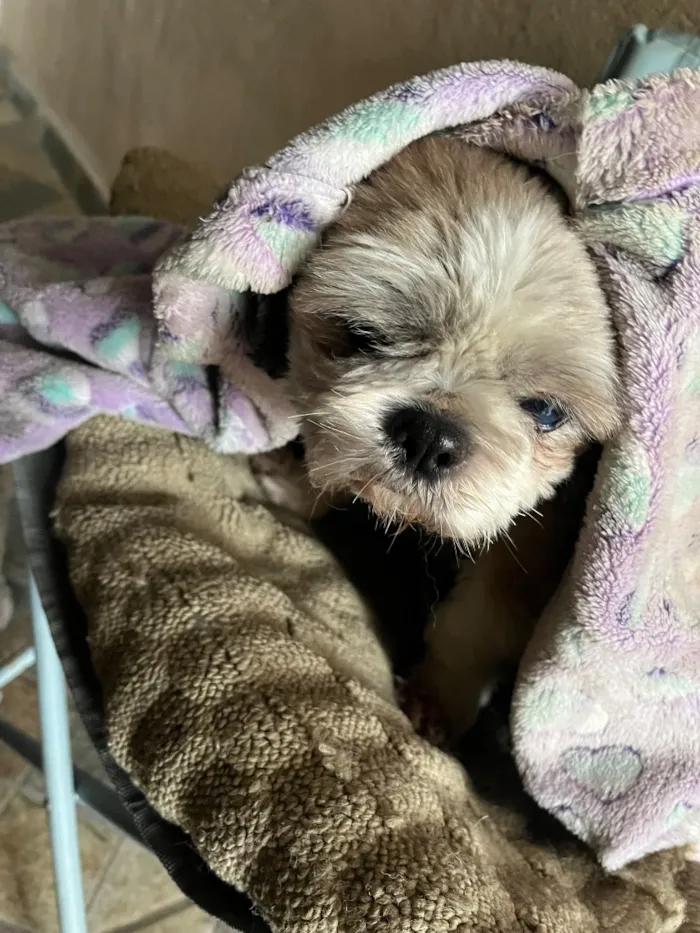 Cachorro raça Shitzu idade 6 ou mais anos nome Chico