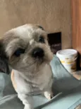Chico
