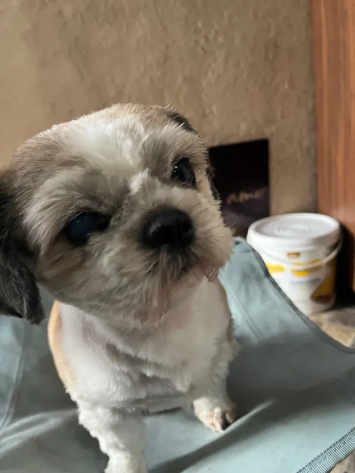 Cachorro raça Shitzu idade 6 ou mais anos nome Chico