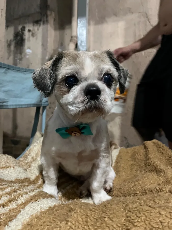Cachorro raça Shitzu idade 6 ou mais anos nome Chico