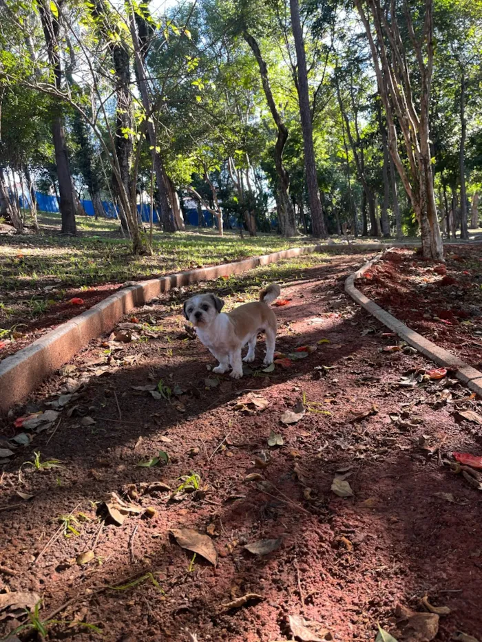 Cachorro raça Shitzu idade 6 ou mais anos nome Chico