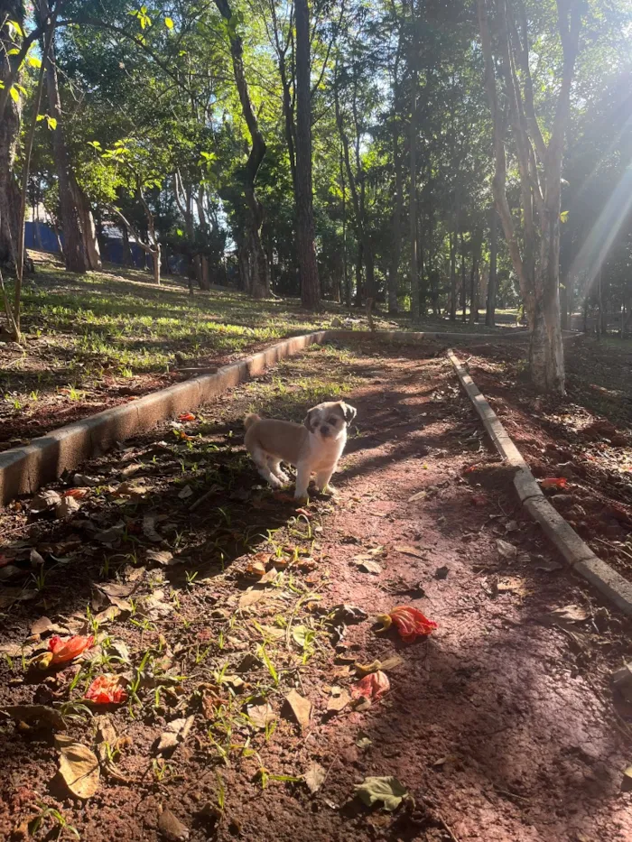 Cachorro raça Shitzu idade 6 ou mais anos nome Chico