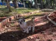 Chico