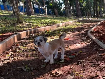 Cachorro raça Shitzu idade 6 ou mais anos nome Chico