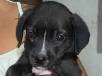 Cachorro raça SRD-ViraLata idade 2 a 6 meses nome caramelo cinco dedos fofinho Minnie mouse