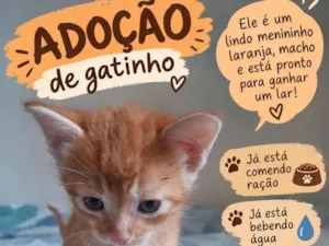 Gato raça SRD-ViraLata idade Abaixo de 2 meses nome Chim