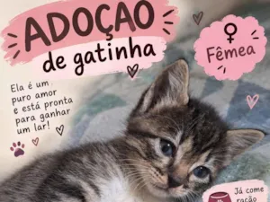 Gato raça SRD-ViraLata idade Abaixo de 2 meses nome Menina