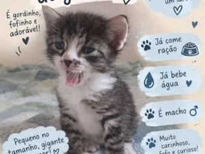 Gato raça SRD-ViraLata idade Abaixo de 2 meses nome Bolinha